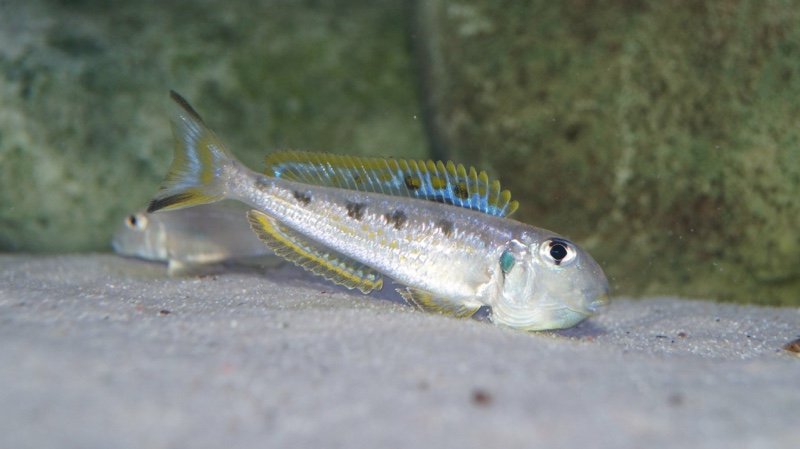 Xenotilapia singularis 'Kekese'